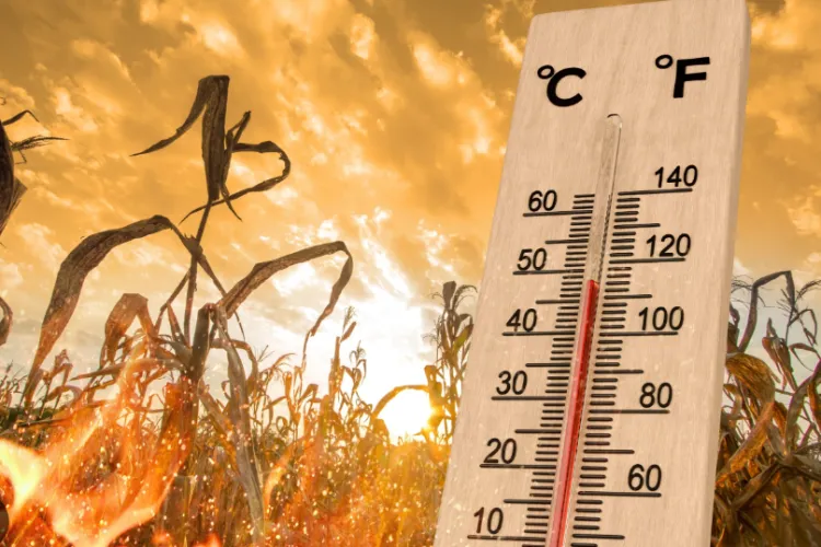 COD ROȘU de caniculă în județul Cluj: Temperaturi extreme în următoarele zile! Vă avertizăm să nu stați prea mult afară, mai ales la orele prânzului