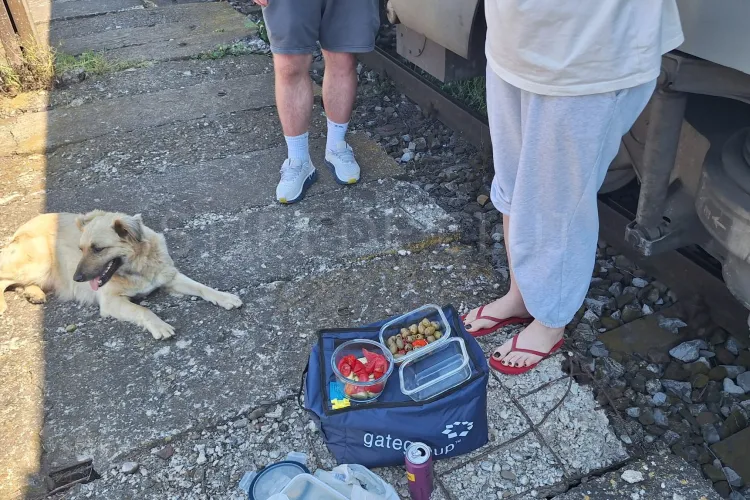 În drum spre mare, clujenii au dat o lecție de omenie! Un câine al nimănui a devenit mascota vagonului: „„În tot răul, omenia încă există”