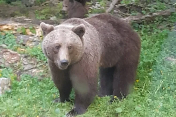 Alertă de URS într-o comună din județul Cluj. Evitați deplasările în zonă și nu vă apropiați de animal