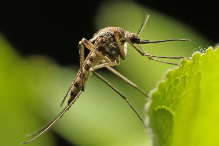 Țânțarii și căpușele transmit tot mai multe boli. Specialiștii avertizează că schimbările climatice și urbanizarea accelerează răspândirea
