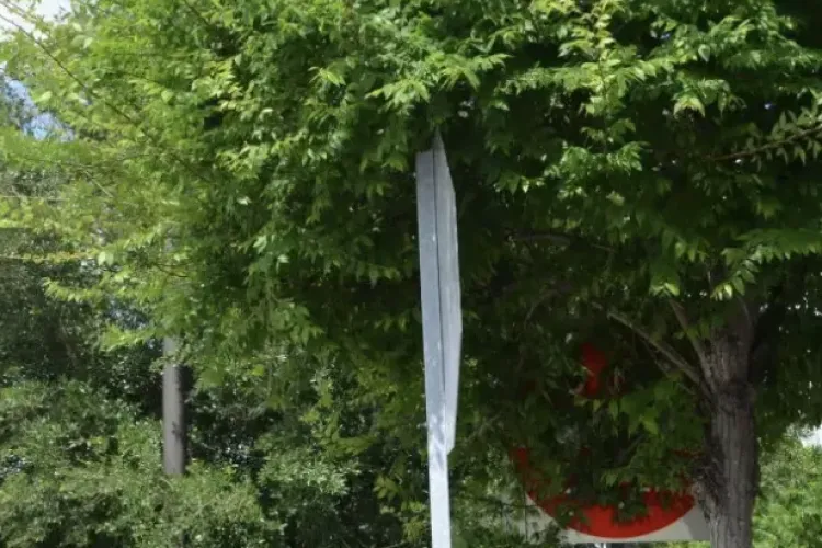 Pericol pe o stradă din Cluj-Napoca! Șoferii sunt obligați să intre pe contrasens din cauza copacilor: „Au crescut exagerat”