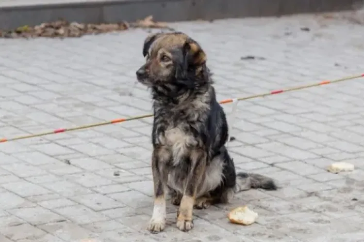 Apel pentru salvarea unui câine din Parcul Feroviarilor din Cluj-Napoca: „Merge după oameni și pare că așteaptă pe cineva”