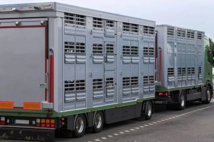 Caniculă și animale la drum: Primăria unei comune din Cluj trage un semnal de alarmă și cere respectarea normelor europene stricte