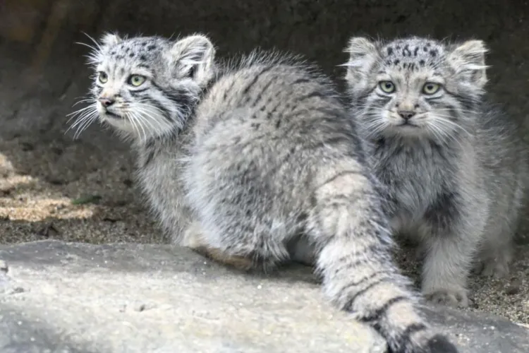 Creaturi pufoase din preistorie au cucerit internetul. Mai mulți pui de manul, una dintre cele mai vechi feline din lume, au venit pe lume la Zoo 