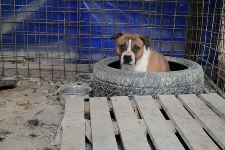 FOTO. Acuzații grave lângă Cluj: câini abandonați fără apă și hrană în boxe ascunse la intrarea în Sălicea. A fost sesizată Poliția Animalelor