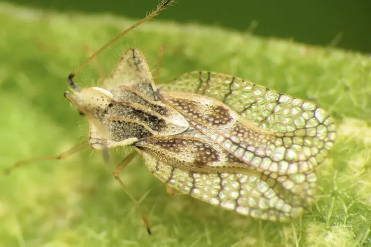 Vara aduce din nou groaza acestor insecte în Cluj-Napoca! Atacă balcoanele, hainele și casele clujenilor, an de an: „Trebuie intervenit ca la țânțari!”