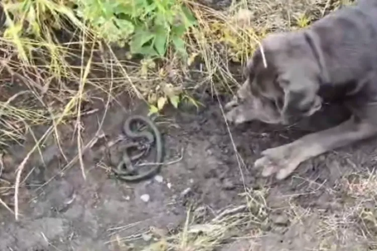 VIDEO. Alertă într-o localitate din Cluj! O viperă a fost observată: „Fiți foarte atenți. Nu vă apropiați. Nu încercați să capturați șarpele!