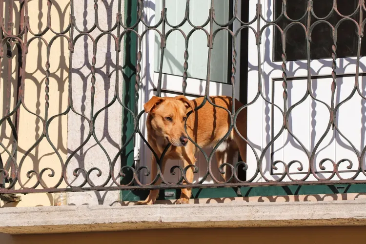 Un câine latră fără oprire într-un bloc din Cluj-Napoca, iar proprietara a promis o soluție! Două luni mai târziu nu s-a schimbat nimic
