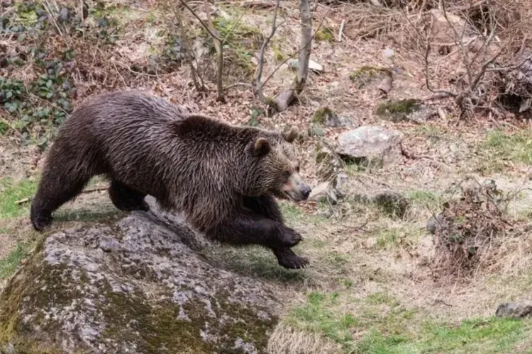 Atac în toiul zilei la o stână! Un urs a sfâșiat trei oi și a băgat în alertă autoritățile. Jandarmii au intervenit și au gonit animalul cu sirena