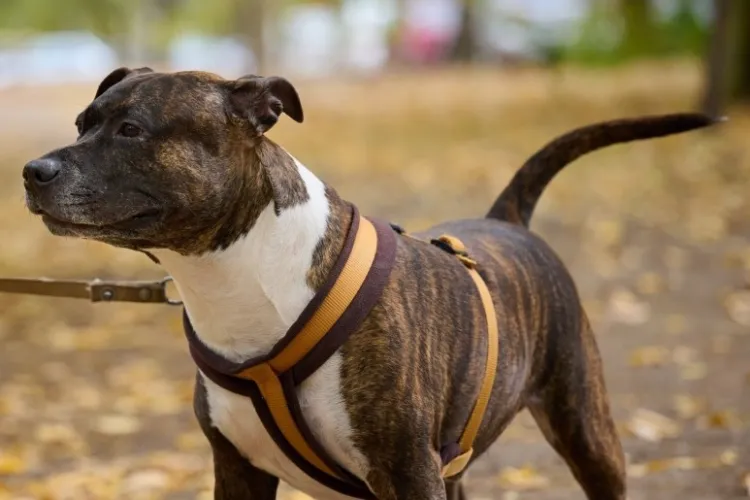 Groaza pe o stradă din Cluj-Napoca: Un câine uriaș atacă alte animale scoase la plimbare, iar stăpânul privește nepăsător de la 200 de metri distanță