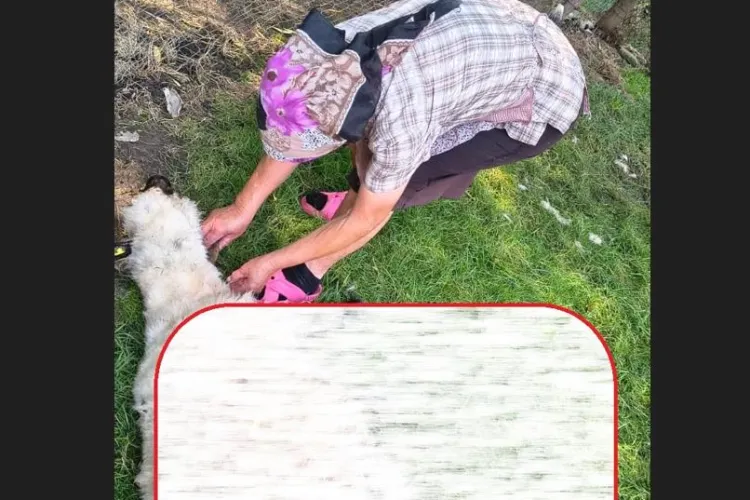 Oi sfâșiate de șacali la Mărtinești, Cluj! Primărița, revoltată de pasivitatea autorităților: „Ne pasă de șacali, dar de oameni?”