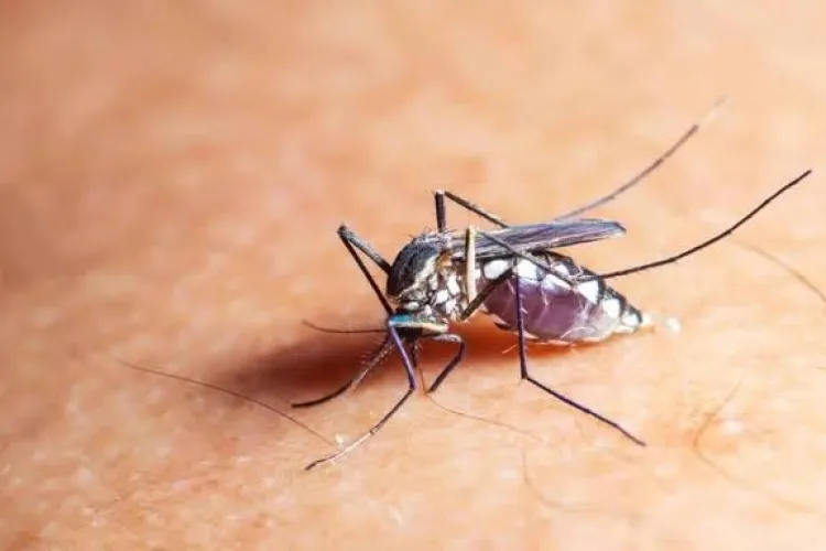 Virusul West Nile a ajuns și în județul Cluj! INSP confirmă 8 cazuri de infecție și 2 decese la persoane vârstnice, în doar șapte săptămâni de vară