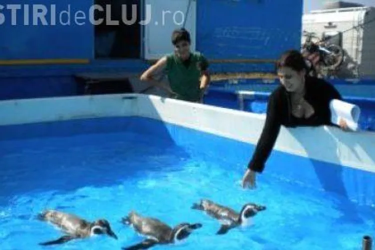 Olimpicii primesc bilete la circ in loc de premii in bani