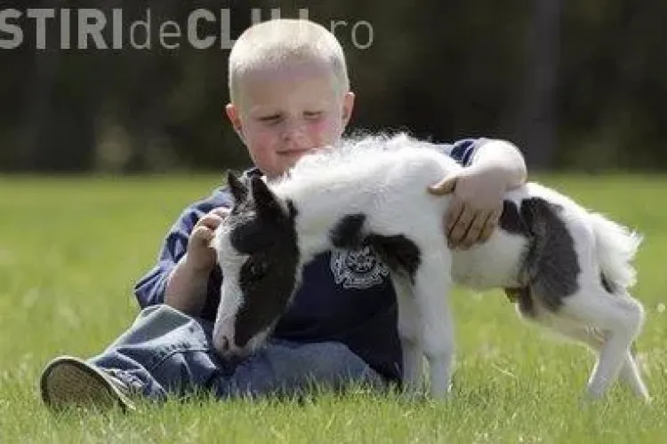 S-a nascut cel mai mic calut din lume. Il cheama Einstein si are 3 kg -  VIDEO si GALERIE FOTO