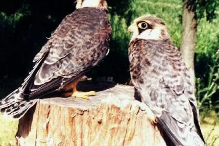 Parlamentarii clujeni, salvatorii "pasarelelor". Mircia Giurgiu lupta pentru protejarea Vanturelului de seara