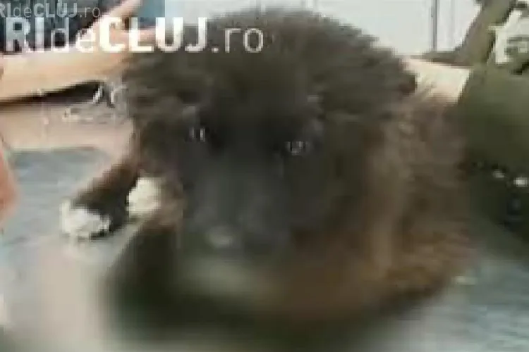 VIDEO - Cruzime fara margini. Un copil i-a taiat unui caine labele si coada - Imagini Socante