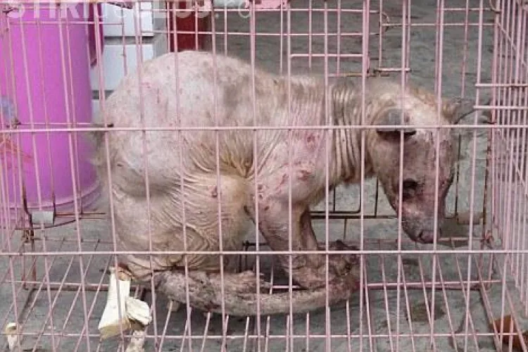 "Yeti Oriental". O creatura ciudata a fost descoperita in centrul Chinei - FOTO