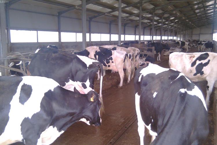 Crescatorii de vaci pot solicita pana la data de 14 mai sprijin pentru laptele livrat in 2008 - 2009