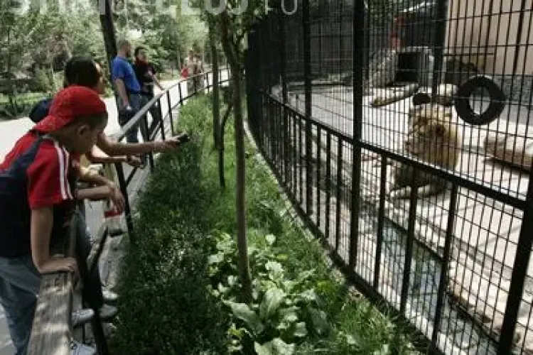 Copil scalpat de un leu la gradina Zoologica din Brasov - VIDEO