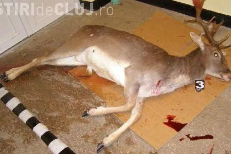 Trei braconieri din Alba au fost prinsi in flagrant dupa ce au impuscat un cerb in comuna Maguri Racatau, judetul Cluj 