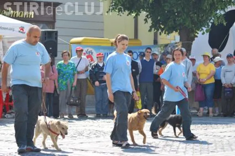 Demonstratie cu caini maidanezi, vineri, pe platoul Expo Transilvania din Cluj-Napoca