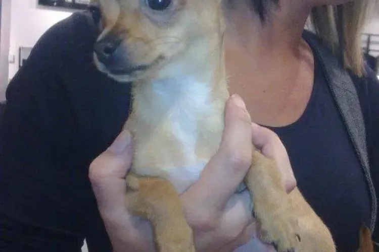 Angajati PRO TV, cercetati pentru ca au aruncat pe geam cainele unei spectatoare de la "Romanii au talent"