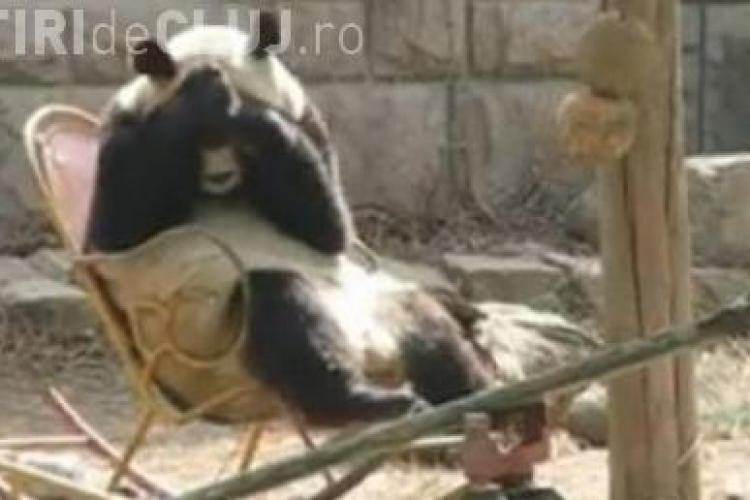 Un urs panda se simte cel mai bine in ... balansoar VIDEO
