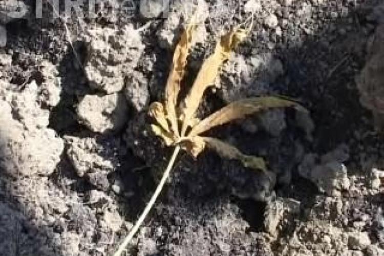 Cannabis cultivat in gradina de taranii din Nima, langa Dej. Plantele cresteau in lanul de porumb VIDEO