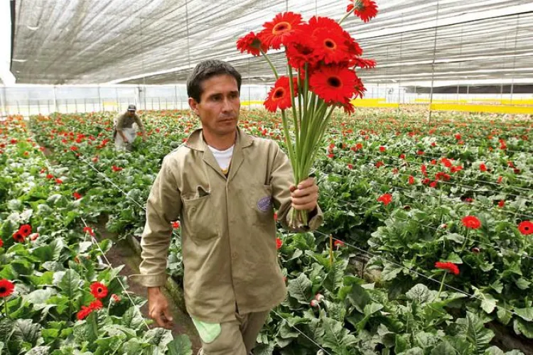 Florile olandeze blocate in vamile romanesti! Raspuns dur la anuntul ca Olanda se opune aderarii la Schengen