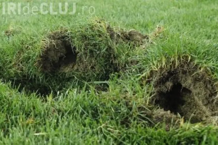 National Arena, camp de cartofi, scrie presa franceza