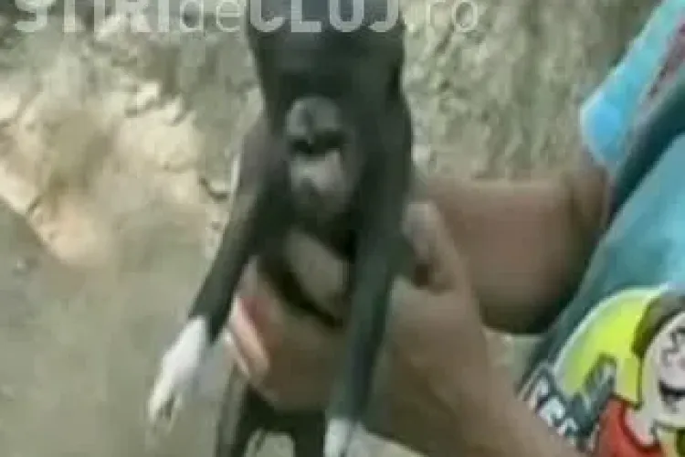 Porc cu cap de om in Guatemala! Localnicii dau vine pe extraterestrii VIDEO