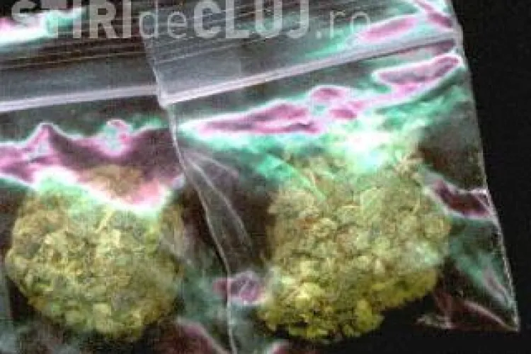 Traficantii de cannabis, prinsi vineri la Cluj, actionau ca in SUA! Au vrut sa vanda droguri si ofiterului DIICOT sub acoperire