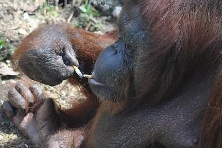 Urangutanul dependent de fumat a fost mutat intr-o alta gradina zoologica din Malaezia