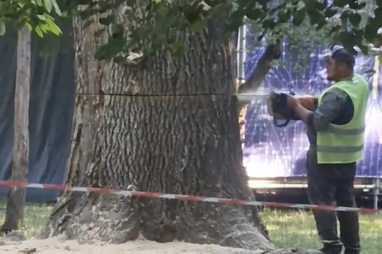 VIDEO. De ce a dispărut a fost tăiat din Parcul Central? Primăria Cluj-Napoca transmite motivul din spatele tăierii: „Asigurarea normelor de siguranță”