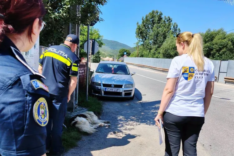 Problema câinilor comunitari EXPLODEAZĂ în zona de munte a Clujului! Ce au descoperit autoritățile: „Situația e mai gravă decât în restul județului”