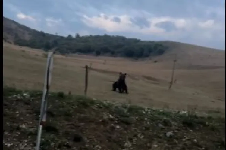 VIDEO. Un urs a fost zărit la marginea unui drum din Cluj. Animalul nu a fost intimidat de prezența mașinilor