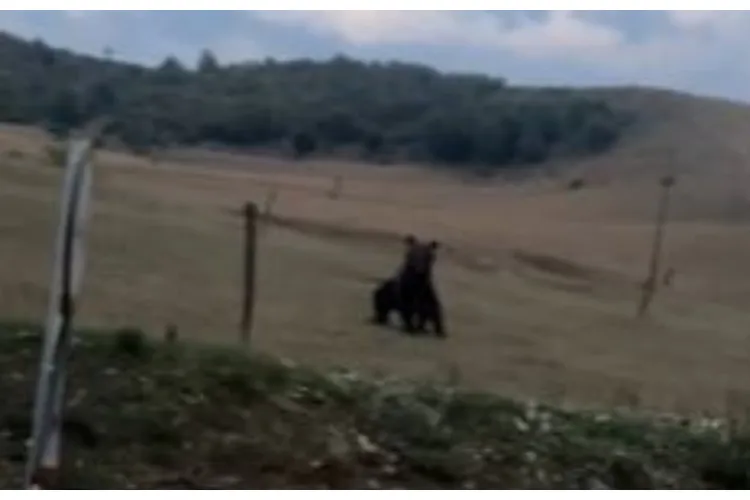 VIDEO. Un urs a fost zărit la marginea unui drum din Cluj. Animalul nu a fost intimidat de prezența mașinilor