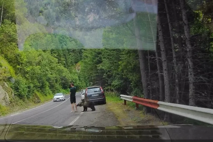 VIDEO. Turist mușcat de urs pe Transfăgărășan! Bărbatul atacat, fără reacție în fața animalului