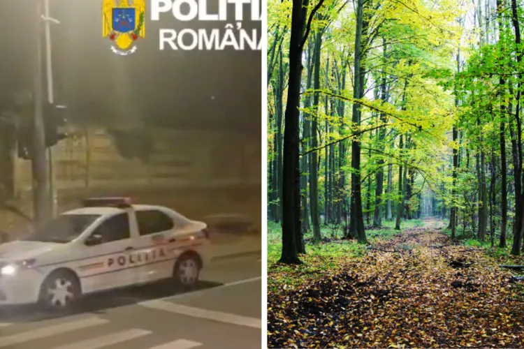VIDEO. Toți cei opt reținuți în dosarul tăierilor ilegale de păduri din Cluj au scăpat de arest! Care a fost decizia procurorilor