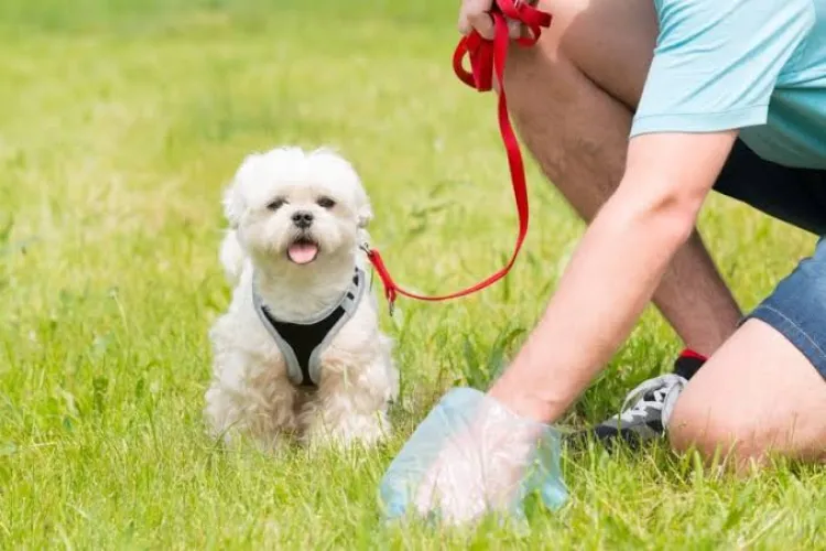 Scandal într-un parc din Cluj-Napoca: Câinii fac mizerie peste tot, iar clujenii cer Primăriei să intervină urgent înainte să scape de sub control situația