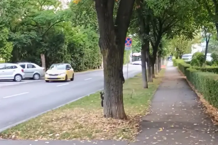 VIDEO. Scena zilei la Cluj! Două veverițe s-au fugărit ca Chip și Dale pe un copac și au topit inimile clujenilor