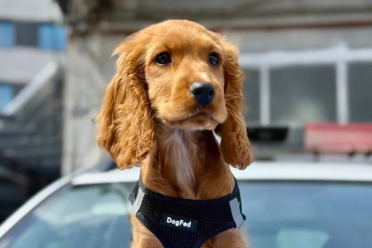 Avertisment de la Poliție pentru clujeni: Un câine lăsat în mașină „doar două minute” poate muri: Ce amenzi riscă oamenii neglijenți cu animalele