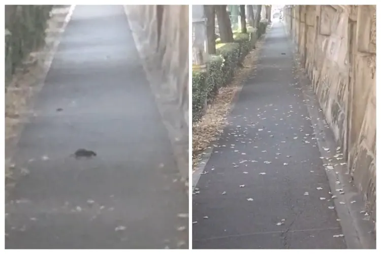 VIDEO. Șobolani chiar lângă Gara din Cluj: „Am trecut de două ori azi pe la Gară. Am mers, erau. M-am întors, erau tot acolo. Atunci am filmat”