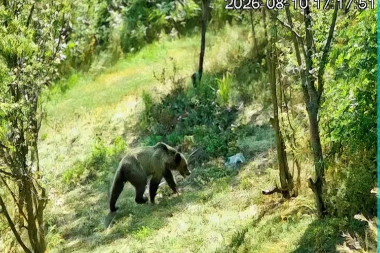 VIDEO. Urs în Cluj! Animalul a fost filmat de camerele de supraveghere într-o livadă de lângă casele oamenilor. Primarul: „Nu au fost semnalate pagube”