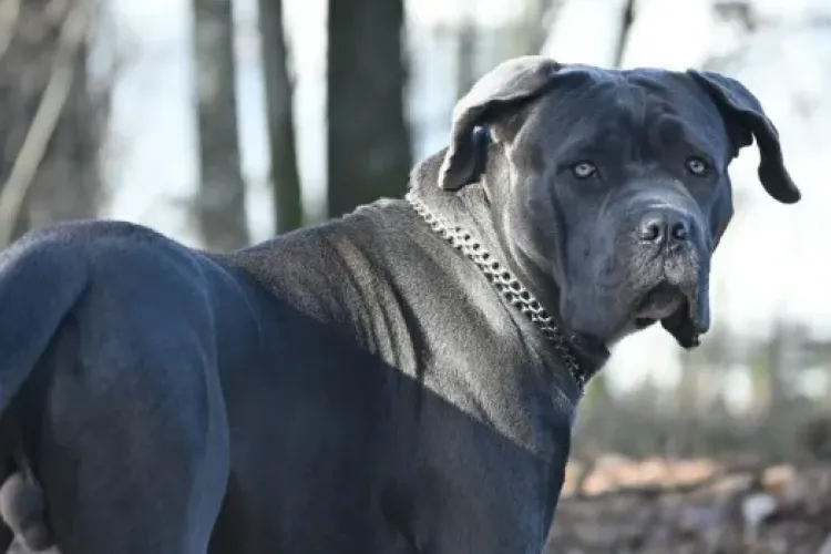 Câine atacat și lăsat fără lesă pe Calea Turzii în Cluj-Napoca! Proprietarul cere intervenția autorităților: „Reprezintă un risc”