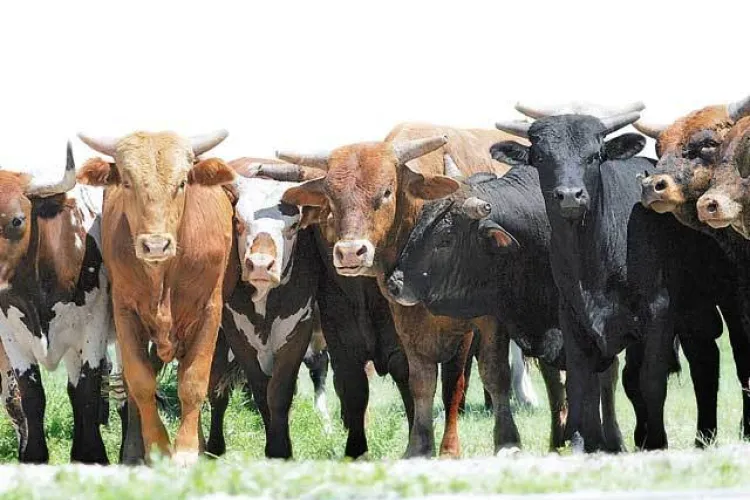 Un animal sălbatic necunoscut a atacat o cireadă de vaci într-o comună din Cluj: Primăria le cere clujenilor să nu iasă la marginea satului