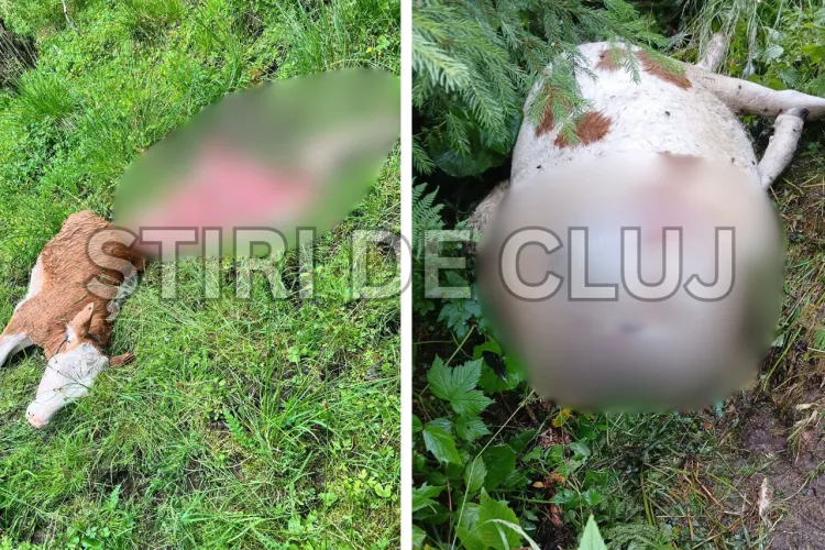 VIDEO. Un lup face ravagii la o fermă din Cluj: Doi viței omorâți într-o singură săptămână: „Nu știm ce să facem, nu mai avem din ce să trăim”