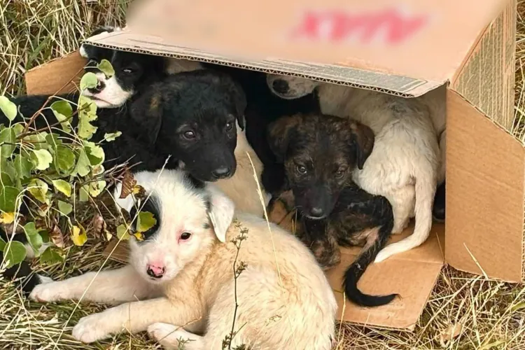 Gestul care a salvat 8 suflete în Cluj! Doi tineri au găsit cățelușii abandonați într-o cutie de carton și au sunat la Poliție: Ce s-a întâmplat cu ei