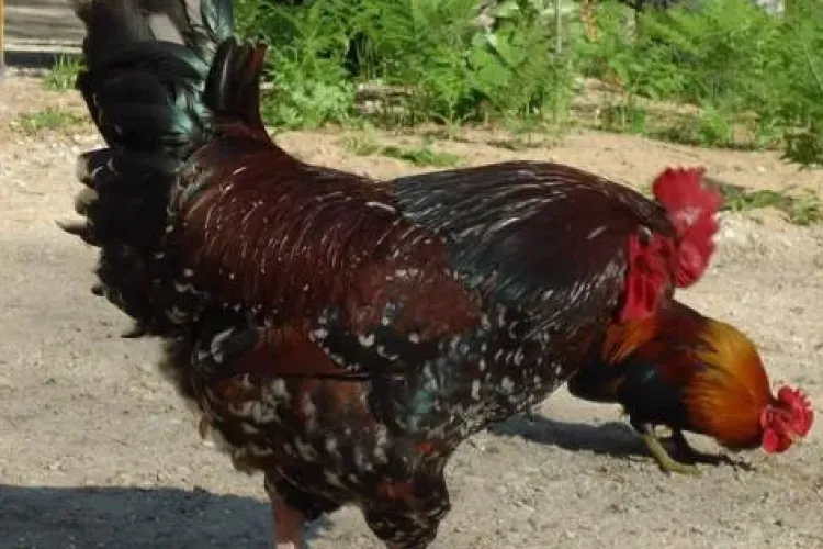 Situație revoltătoare în Gruia! Un clujean reclamă zeci de găini și cocoși, gunoaie și șobolani în curtea unui vecin