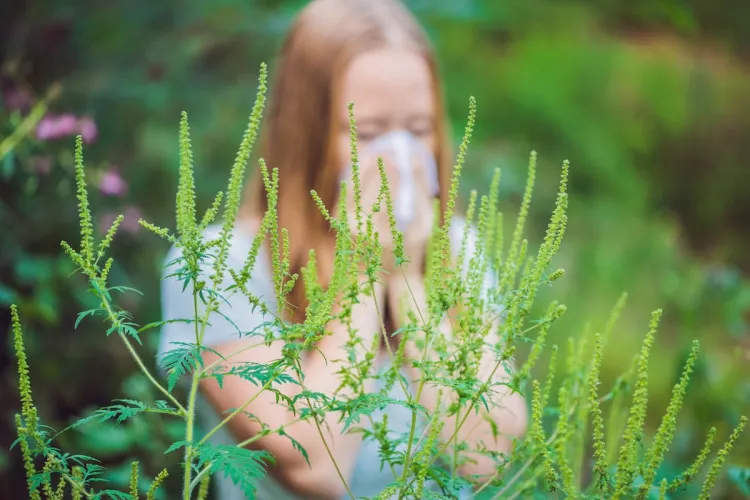 Planta care îi trimite pe clujeni la medic e peste tot în județ: prefectura cere curățarea urgentă a terenurilor, iar amenzile ajung la 20.000 de lei